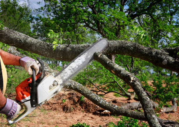 Best Tree Removal  in Rocky Mount, VA